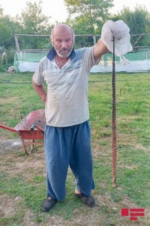 İlanlar kənddəki evə hücum etdi