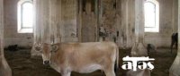 Ermənilər 403 tarixi dini abidəyə vandalizm siyasəti həyata keçirir