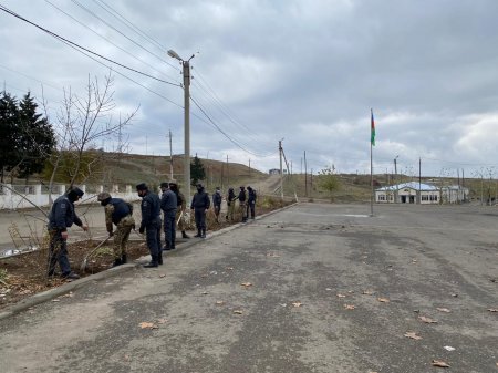Cəbrayılda ağacəkmə aksiyası keçirildi - Fotolar