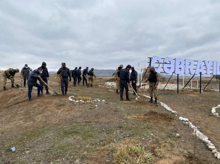 Cəbrayılda ağacəkmə aksiyası keçirildi - Fotolar