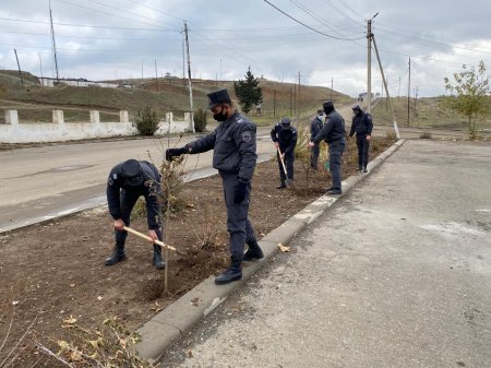 Cəbrayılda ağacəkmə aksiyası keçirildi - Fotolar