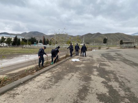 Cəbrayılda ağacəkmə aksiyası keçirildi - Fotolar