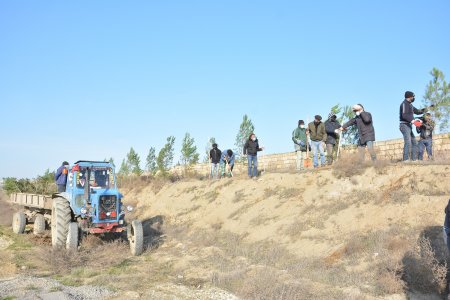 Abşeronda növbəti ağacəkmə kampaniyası keçirilib