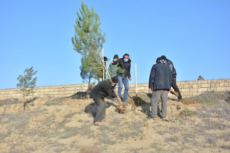 Abşeronda növbəti ağacəkmə kampaniyası keçirilib