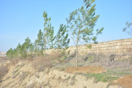 Abşeronda növbəti ağacəkmə kampaniyası keçirilib