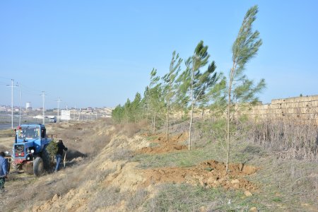 Abşeronda növbəti ağacəkmə kampaniyası keçirilib