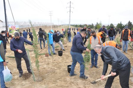Pirallahı rayonunda Ümummilli lider Heydər Əliyevin anadan olmasının 98-ci il dönümü ilə bağlı ağacəkmə aksiyası həyata keçirildi