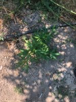 Hacıqabur RPŞ-nin əməkdaşları tərəfindən keçirilən əməliyyat tədbirləri ilə iki şəhər sakini saxlanılıb