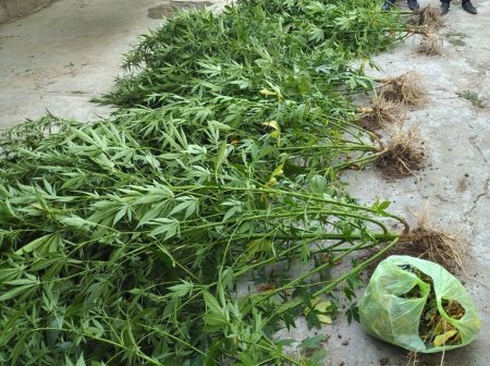 Sabirabadda çətənə bitkisinin kultivasiyası ilə məşğul olan şəxs saxlanılıb