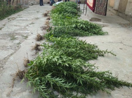 Sabirabadda çətənə bitkisinin kultivasiyası ilə məşğul olan şəxs saxlanılıb