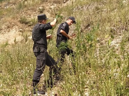 Qusarda yabanı halda bitən çətənə kolları məhv edilib.