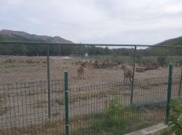 “Sədərək” Yusifin “Cənnət bağındakı” “Buynuz vannası” – Onu buynuzu kəsilən maralların ahı tutacaq