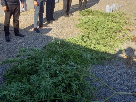 Saatlıda narkotik tərkibli bitkilərin kultivasiyası və satışı ilə məşğul olan şəxs saxlanıldı