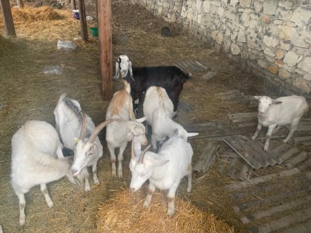 Qubada mal-qara oğruları saxlanılıb