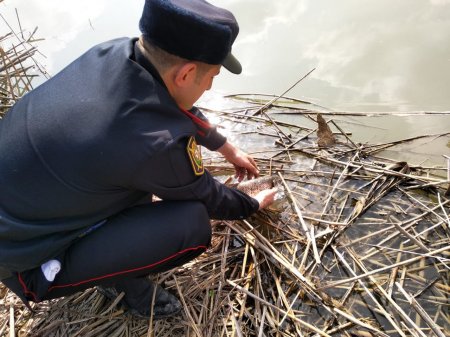 Şirvanda brakonyerliyə qarşı reyd keçirilib, sintetik tor və qanunsuz ov qurğuları məhv edilib