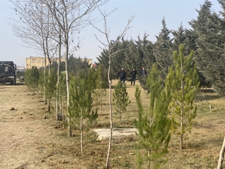 Abşeron rayonunda Xocalı soyqırımı qurbanlarının xatirəsinə 613 ağac əkildi 