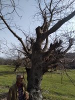 Meşələrimizə düşman kəsilən nazir müavini Vüqar Kərimovun əməlləri 
