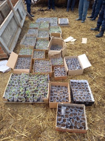 Sabirabad sakininin yaşadığı ünvandan 3 kq artıq marixuana, 1045 ədəd çətənə bitkisinin ştilləri və qanunsuz silah aşkarlandı
