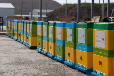 Daşkəsəndə “Arıçılıq təsərrüfatının inkişafına dəstək” layihəsi icra edilib