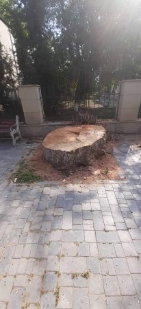 İcra Başçısı Çinar Ağacların Kəsdirir, Ekologiya Nazirliyi Isə Göz Yumur – Fotofakt