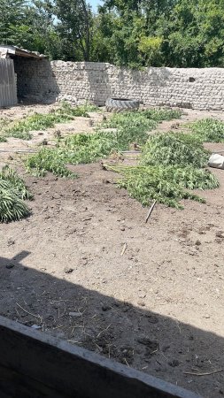 Həyətlərində çətənə bitkisi yetişdirən Ucar rayon sakinləri saxlanılıblar