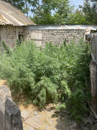 Həyətlərində çətənə bitkisi yetişdirən Ucar rayon sakinləri saxlanılıblar