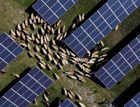 Kosovo Günəş ferması otları biçmək üçün qoyunlardan istifadə edir - FOTO