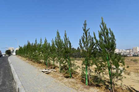 Yasamalda növbəti ekoloji aksiya keçirilib - FOTO
