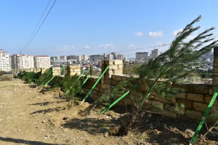 Yasamalda növbəti ekoloji aksiya keçirilib - FOTO
