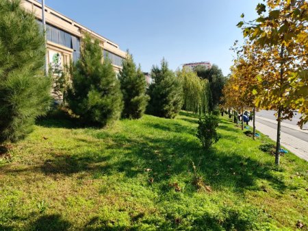 Xətai rayonunda ağacəkmə aksiyası davam edir - FOTO