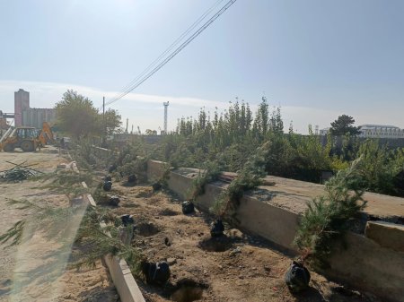 Xətai rayonunda ağacəkmə aksiyası davam edir - FOTO