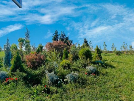 Xətai rayonunda ağacəkmə aksiyası davam edir - FOTO