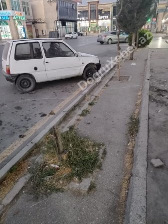 Xaçmazda “yaşıl soyqırımı” davam edir: İcra başçısının gözü “yaşıl”da, yoxsa “yaşılda”? - FOTO