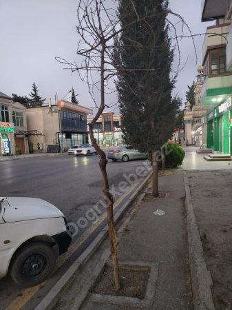 Xaçmazda “yaşıl soyqırımı” davam edir: İcra başçısının gözü “yaşıl”da, yoxsa “yaşılda”? - FOTO