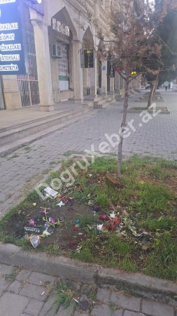 Xaçmazda “yaşıl soyqırımı” davam edir: İcra başçısının gözü “yaşıl”da, yoxsa “yaşılda”? - FOTO