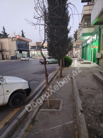 Xaçmazda “yaşıl soyqırımı” davam edir: İcra başçısının gözü “yaşıl”da, yoxsa “yaşılda”? - FOTO