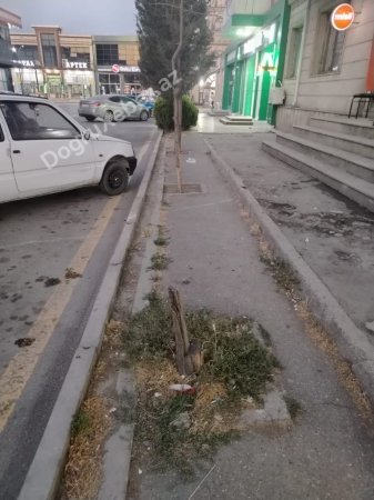 Xaçmazda “yaşıl soyqırımı” davam edir: İcra başçısının gözü “yaşıl”da, yoxsa “yaşılda”? - FOTO