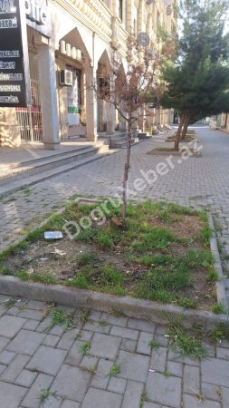Xaçmazda “yaşıl soyqırımı” davam edir: İcra başçısının gözü “yaşıl”da, yoxsa “yaşılda”? - FOTO