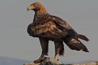 Nadirlik sərhədi: Dünyada və Azərbaycanda qorunan heyvan növləri