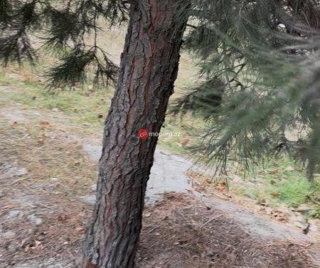 Binəqədi rayonunda yeni qanunsuz obyekt tikintisi üçün ərazi hazırlanır? -Ağaclar belə məhv edilir-Fotofakt Binəqədi rayonunda yeni qanunsuz obyekt tikintisi üçün ərazi hazırlanır? -Ağaclar belə məhv edilir-Fotofakt