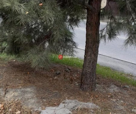 Binəqədi rayonunda yeni qanunsuz obyekt tikintisi üçün ərazi hazırlanır? -Ağaclar belə məhv edilir-Fotofakt Binəqədi rayonunda yeni qanunsuz obyekt tikintisi üçün ərazi hazırlanır? -Ağaclar belə məhv edilir-Fotofakt