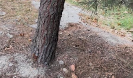 Binəqədi rayonunda yeni qanunsuz obyekt tikintisi üçün ərazi hazırlanır? -Ağaclar belə məhv edilir-Fotofakt Binəqədi rayonunda yeni qanunsuz obyekt tikintisi üçün ərazi hazırlanır? -Ağaclar belə məhv edilir-Fotofakt