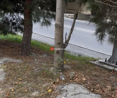 Binəqədi rayonunda yeni qanunsuz obyekt tikintisi üçün ərazi hazırlanır? -Ağaclar belə məhv edilir-Fotofakt Binəqədi rayonunda yeni qanunsuz obyekt tikintisi üçün ərazi hazırlanır? -Ağaclar belə məhv edilir-Fotofakt