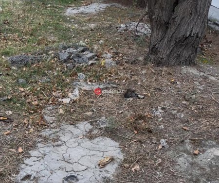 Binəqədi rayonunda yeni qanunsuz obyekt tikintisi üçün ərazi hazırlanır? -Ağaclar belə məhv edilir-Fotofakt Binəqədi rayonunda yeni qanunsuz obyekt tikintisi üçün ərazi hazırlanır? -Ağaclar belə məhv edilir-Fotofakt