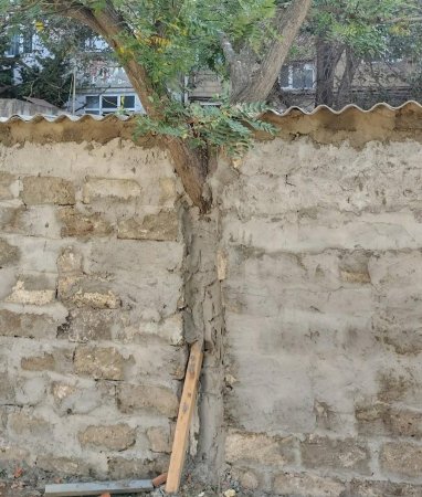 Nizami rayonunda “yaşıl vəhşilik” – Foto