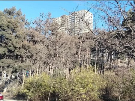 Binəqədidə ağaclar məhv edilir – Foto