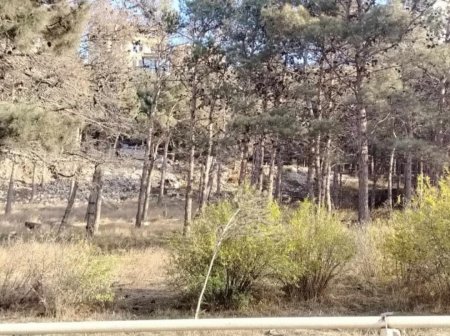 Binəqədidə ağaclar məhv edilir – Foto