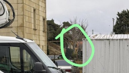 “Körpü Bina Tikinti” MMC Dərnəgüldə bu ağacları məhv etdi-Video