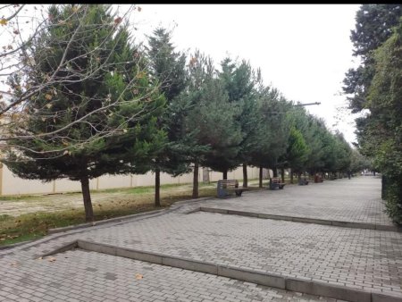 Nəsimi rayonundakı yaşıllıqlar təhlükədə… “İcazəni kim verib bunlara?” – Memar