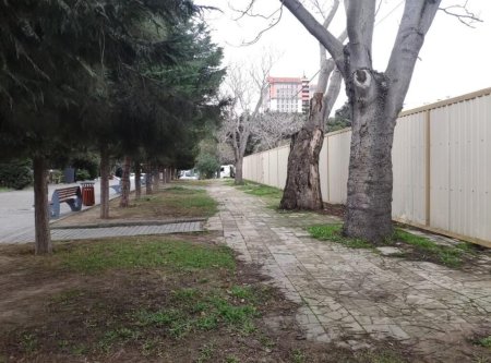 Nəsimi rayonundakı yaşıllıqlar təhlükədə… “İcazəni kim verib bunlara?” – Memar